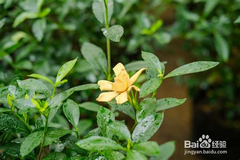 栀子花|栀子花怎么养护